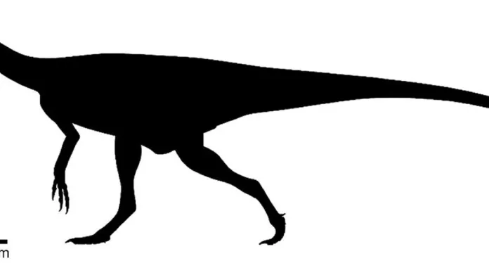 Srovnání velikostí Kongonaphona kely (vlevo) a  Herrerasaura, jednoho z prvních dinosaurů