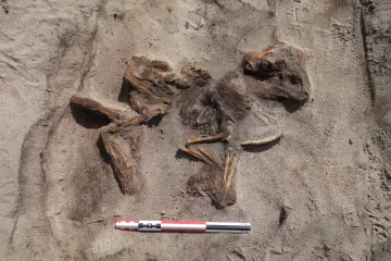 Ve vikinském hrobě našli ostatky ženy a psa