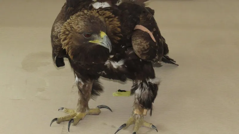 Postřelená orlice Tonička