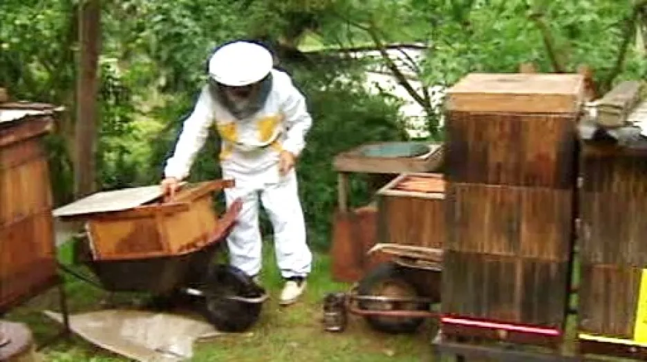 Včelař ošetřuje plástve