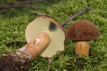 Černobyl má na radioaktivitu hub v Bavorsku vliv i po 33 letech