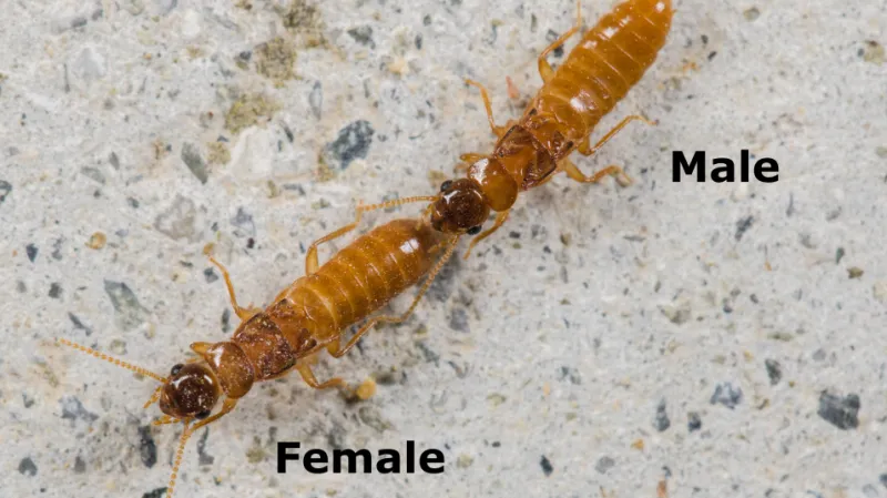 Tandemový běh. Současní termiti tvoří při běhu za sebou přímou linii. Během tandemového běhu se jeden partner ústním ústrojím drží zadečku druhého, aby se při průzkumu nového hnízdiště udrželi pohromadě