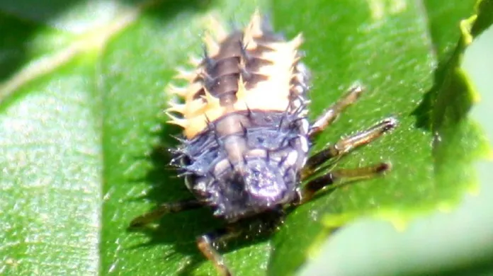 Larva slunéčka východního