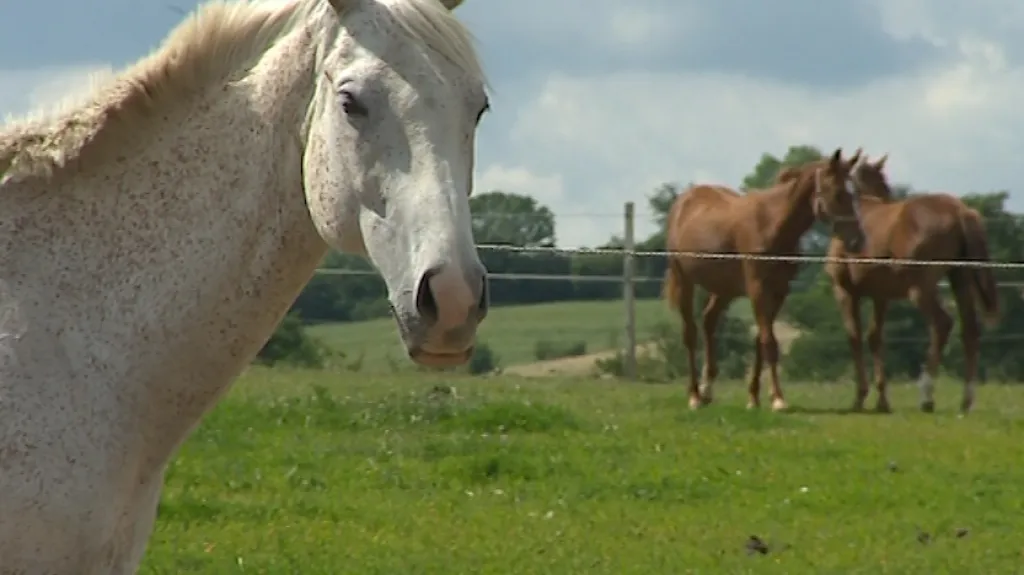 Moravský teplokrevník