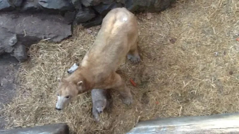 Medvíďata poprvé ve výběhu