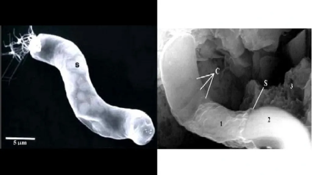 Zkamenělá mimozemská bakterie