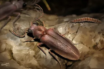 Olomoucký vědec popsal pravěkého brouka, který žil 30 milionů let před tyranousaury