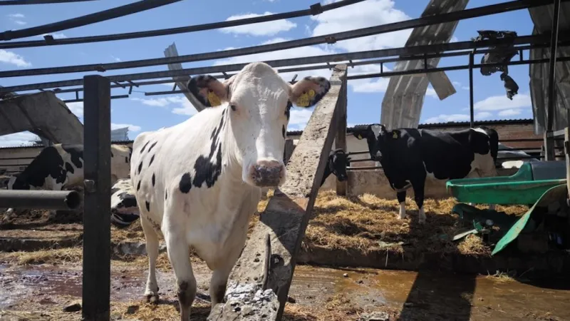 Krávy na farmě v obci Mokrá Rokytná (28. dubna 2025)