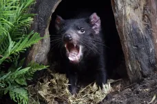 U tasmánských čertů se objevují známky adaptace na rakovinu, zjistili vědci