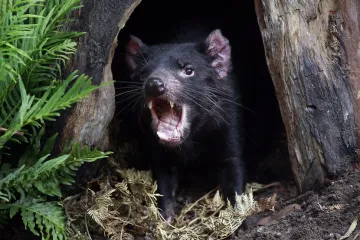 Ďáblové se vrací. V australské divočině opět žijí tasmánští čerti