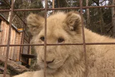 Chovatelka si pořídila lvici bez povolení, o zvířeti rozhodnou veterináři
