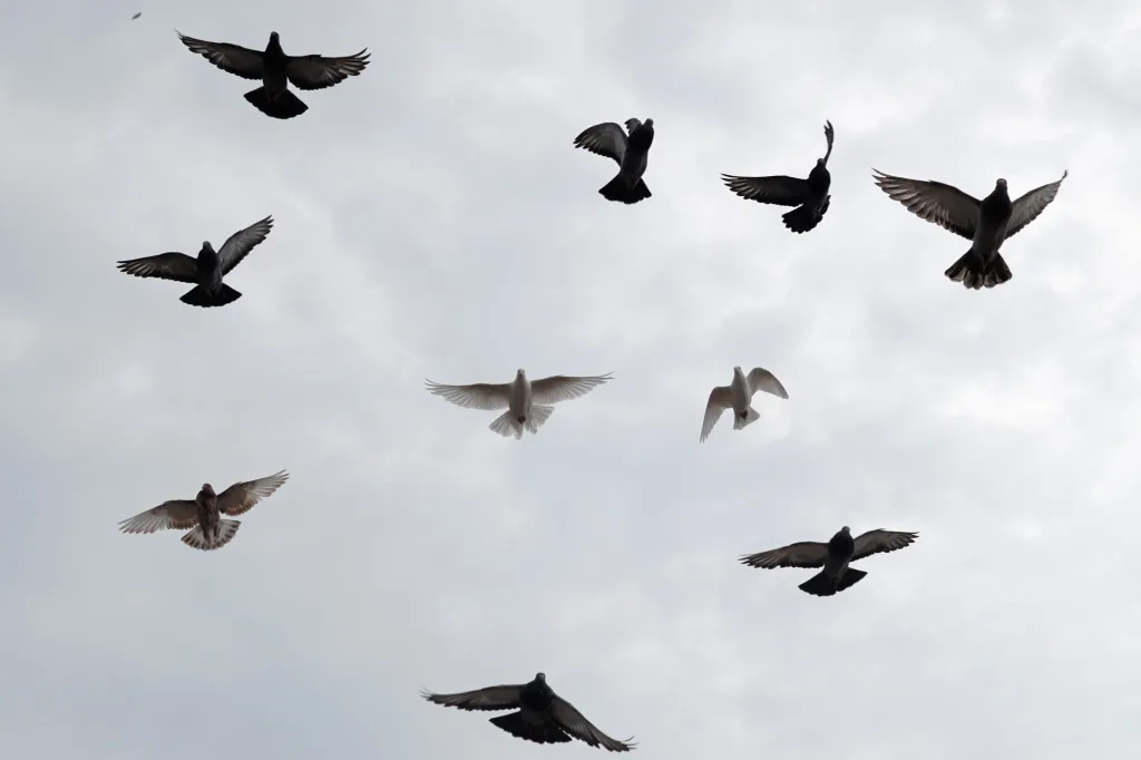 Kubánci si našli nový druh zábavy v chovu holubů. Hlavním důvodem je částečná možnost úniku před pandemií koronaviru