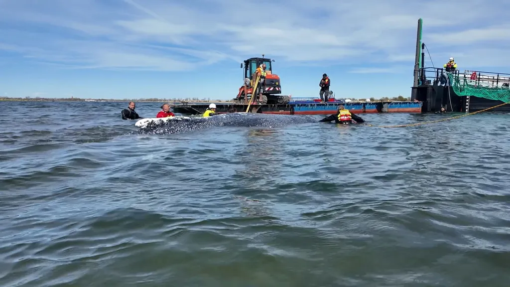 Člun, jenž k záchraně použili, disponuje částí, kterou je možné zatopit. Zpravidla je využíván k přepravě lodí