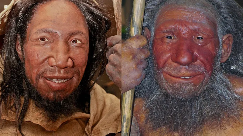 Srovnání podoby Homo sapiens (vlevo) a Homo neanderthalensis (vpravo)