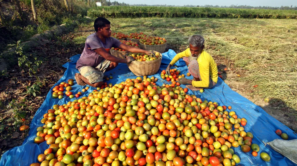 Sběr rajčat v Dhace v Bangladéši