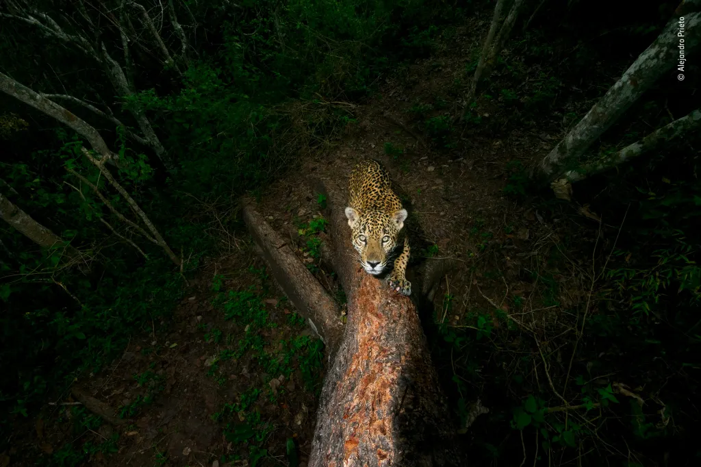 Lov jaguárů. Vítěz v kategorii Fotožurnalistická story.