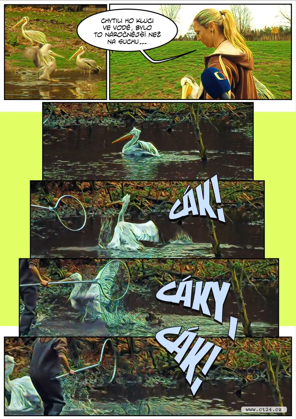 Safari ve Dvoře Králové se připravuje na zimu. Náročný odchyt čekal i pelikány