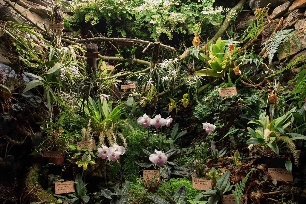 Výstava orchidejí v pražské botanické zahradě