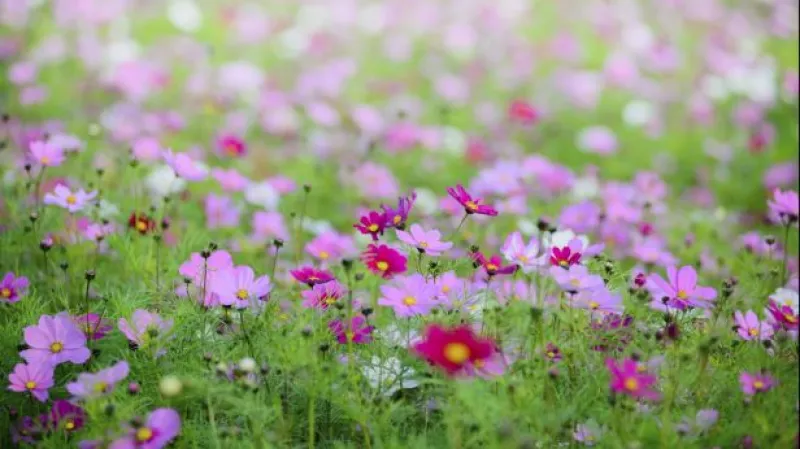 Události: Loni nakoupili Češi květiny za 8,5 miliardy