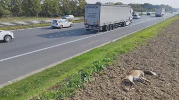 Sražená zvěř vedle dálnice