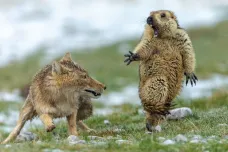 Cenu pro nejlepšího fotografa divoké přírody vyhrál snímek lišky útočící na sviště