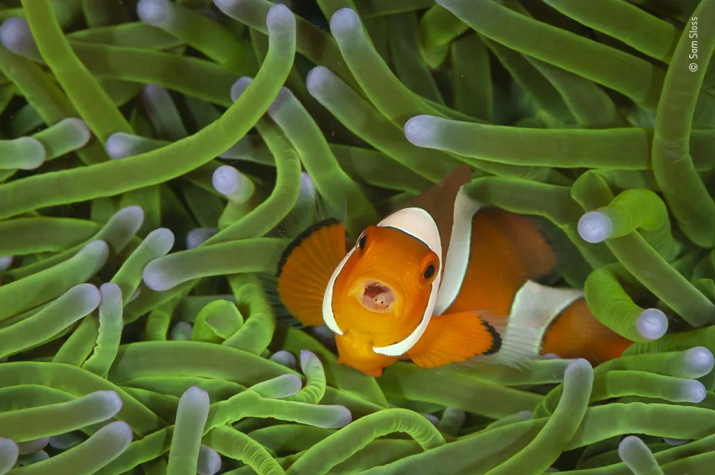 Vítězem v kategorii Nejlepší fotograf divoké přírody do 14 let se stal Američan Sam Sloss se snímkem korálové rybky klauna očkatého