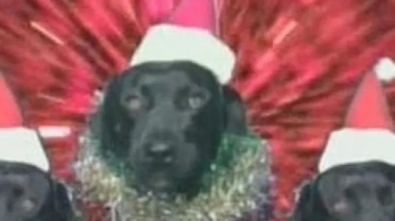 Vánoční koledy v podání koček a psů