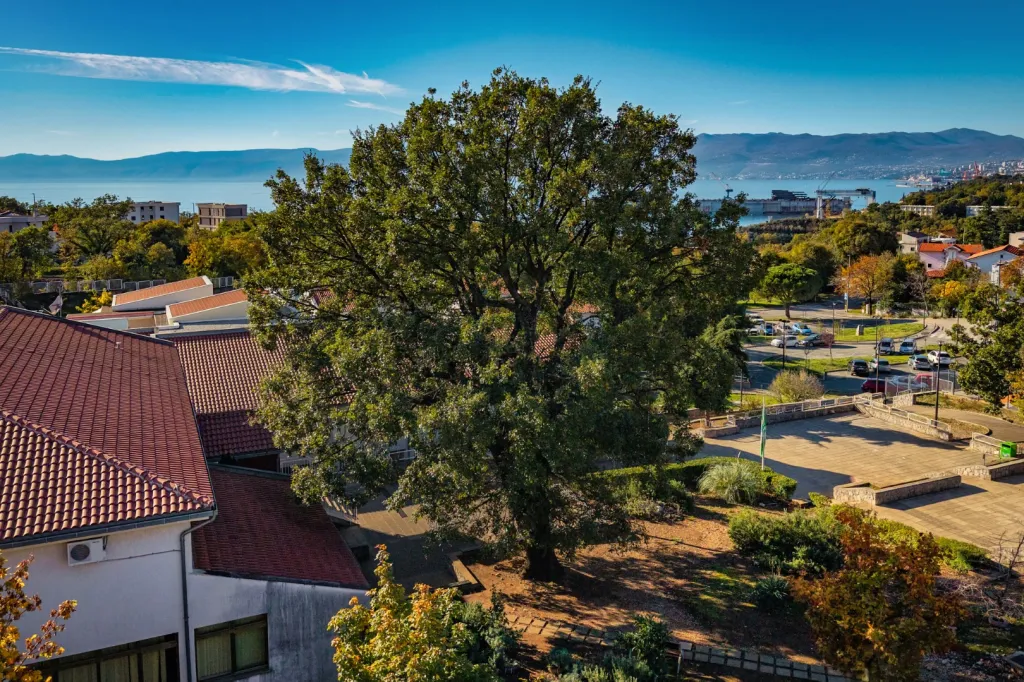 Dub v Kostreně (Chorvatsko)