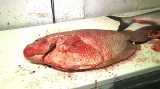 Pitva uhynulých ryb z Mořského světa