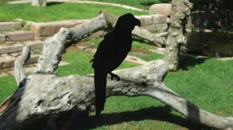 Fotografie z knihy Anne Geene a Arjan de Nooy: Ornitologie