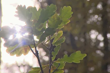 Wales bojuje proti klimatickým změnám, každá domácnost dostane od vlády strom zdarma