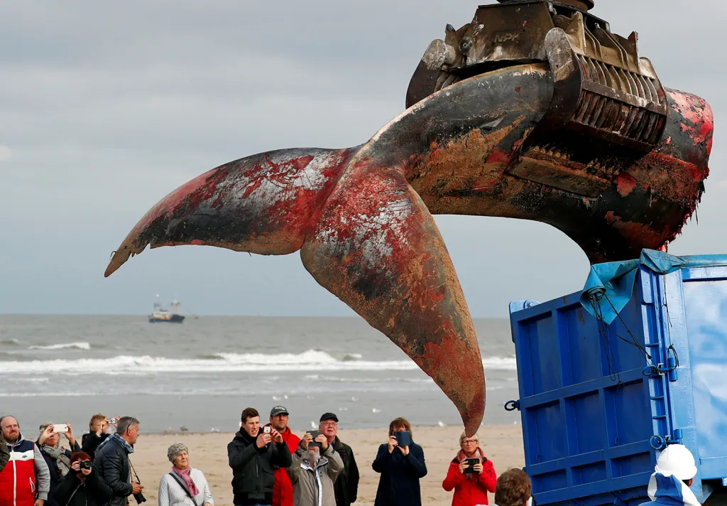 Ocas velryby uvázlé a uhynulé na pláži u belgického města De Haan.