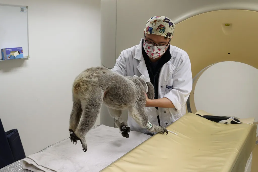 Koala medvídkovitý byl historicky označován za malý druh medvídka. Jde ale o druh vačnatce, který patří do stejné taxonomické podtřídy jako například klokan