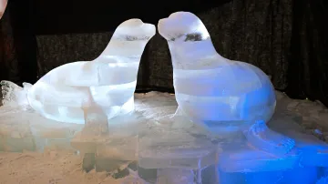Na každé zvíře bylo třeba asi 35 bloků ledu