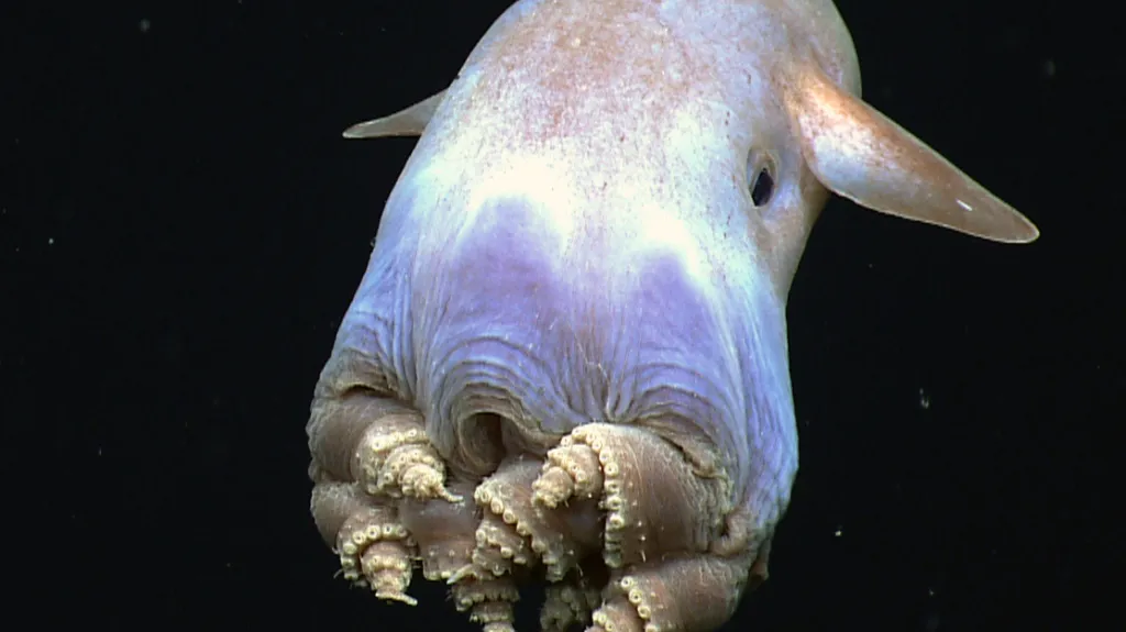 Chobotnice Grimpoteuthis