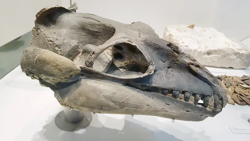 Kompletní lebka blízkého Janjucetus hunderi, tedy příbuzného nově objeveného kytovce ze stejné doby a ze stejného místa