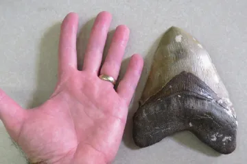 David možná porazil Goliáše. S vyhynutím megalodonů mohli podle studie souviset menší žraloci