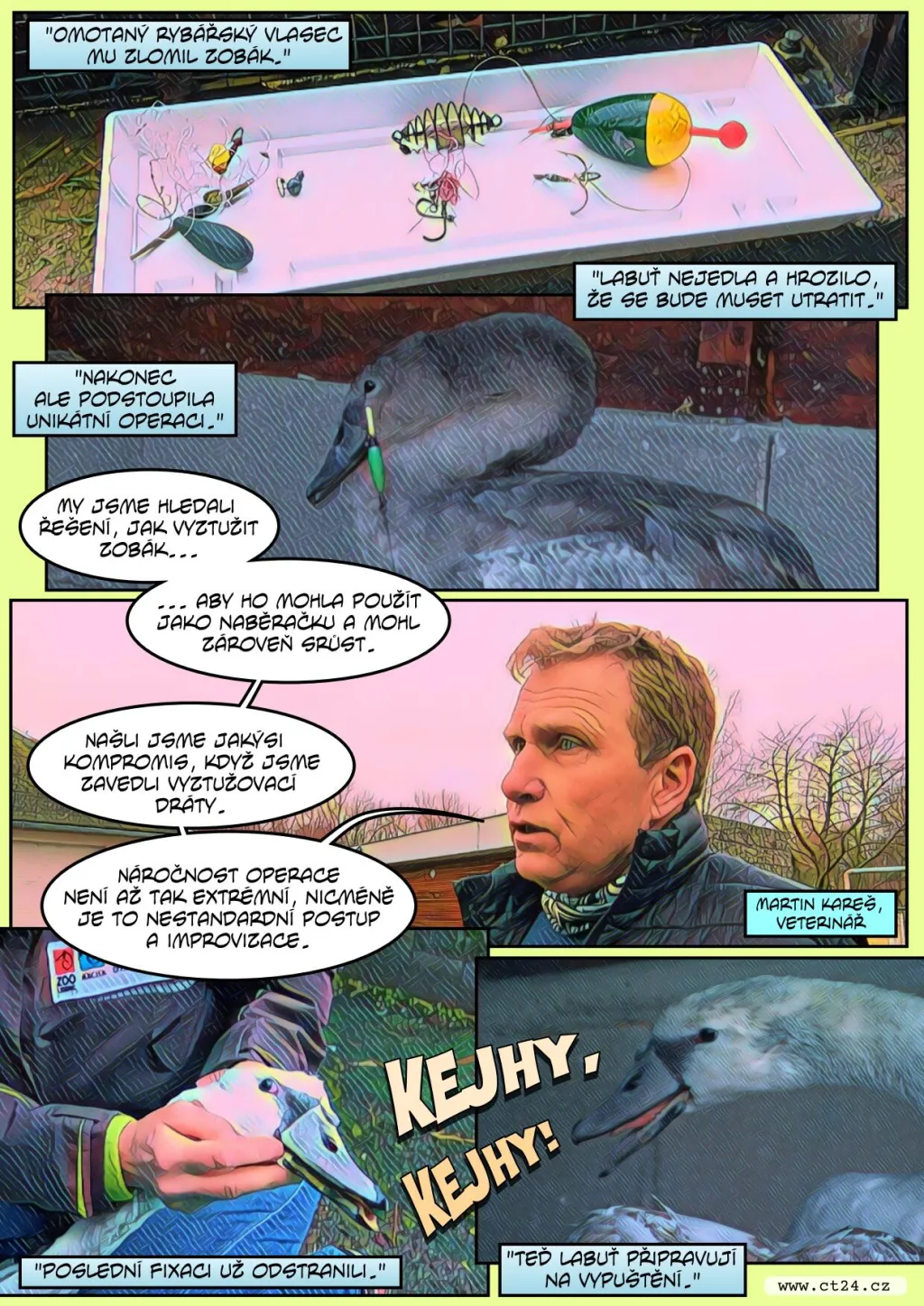 Unikátní operace poraněné labutě. Záchranná stanice Archa v Liberci pomáhá zvířatům