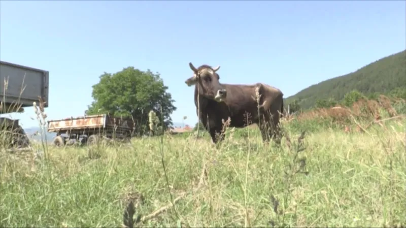 Penka si zatím užívá pastviny