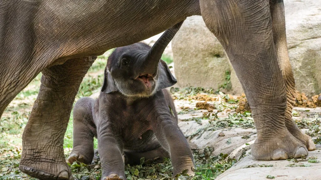 Sloni jsou dnes v bezpečí už jen v zoologických zahradách