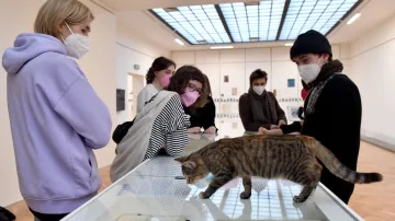 Kočky z útulku na výstavě v Domě umění v Brně