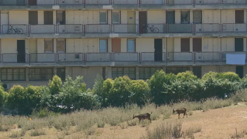 Zvířata se pasou uprostřed sídliště