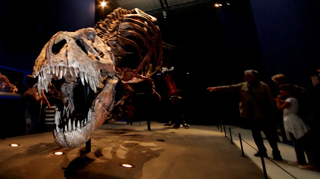 Kostra tyrannosaura rexe ve francouzském Národním přírodovědném muzeu (archivní foto)