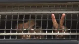 Palestinští vězni