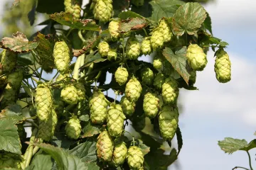Evropa bude mít kvůli změně klimatu problém s chmelem. Česko na tom bude relativně nejlépe