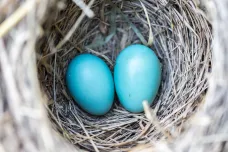Ptačí rodiče komunikují s mláďaty už přes vejce, odhalil výzkum