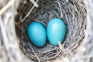 Ptačí rodiče komunikují s mláďaty už přes vejce, odhalil výzkum