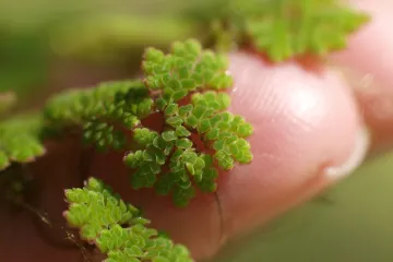 Na Blízkém východě přibývá pěstování „vodního mechu“. Symbiotická azolka roste jako o život