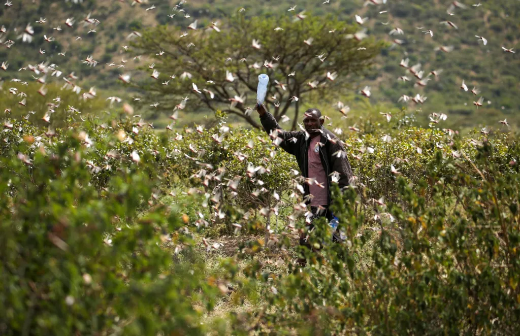 Ahmed Ibrahim se pokouší odrazit sarančata na své farmě na okraji Jijigy v Etiopii