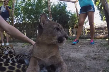 Provozovatel nelegálního zookoutku ve Zvoli odvezl pryč levharta